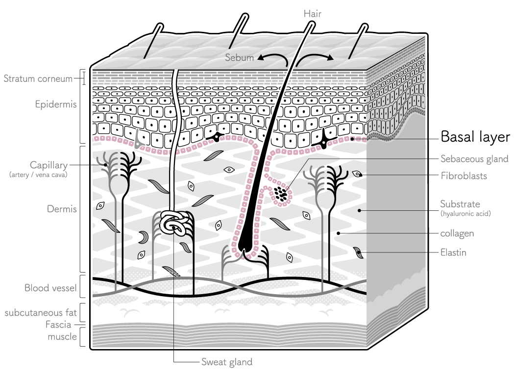 basal layer and basal cells